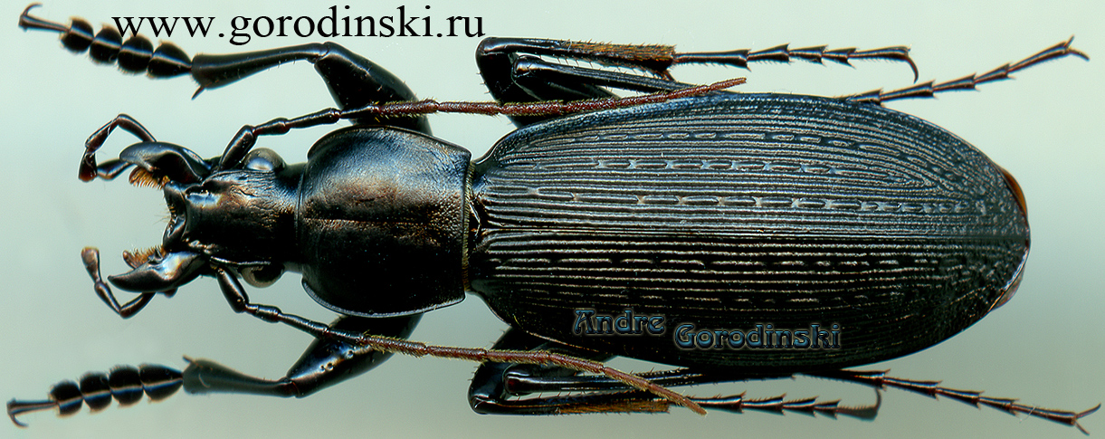 http://www.gorodinski.ru/carabus/Apotomopterus patroclus hexianus.jpg